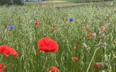 SORTIR DU RUSH : LE VRAI LUXE DE L’ÉTÉ ☀️